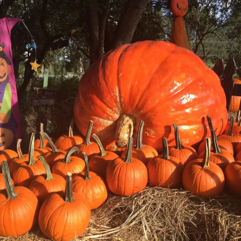 Steps to finding a new home, comfortable, bestpumpkinpatchin, Manufactured homes for rent, safe, living