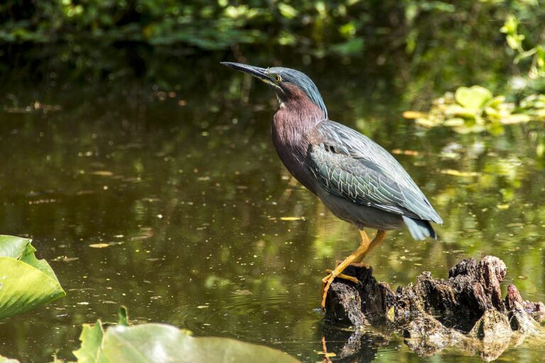 Manufactured homes for rent, billieswampsafari, mhp, homes, modern, Manufactured homes