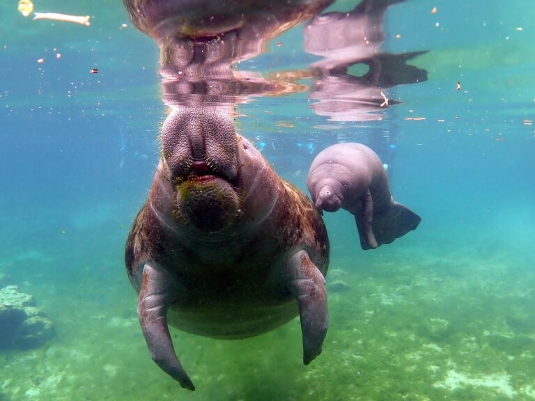 Parakeet Communities, caption, homes, living, mhp, mobile homes