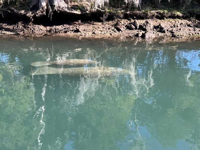 living, mhp, greatswimwiththemanatees, Steps to finding a new home, safe, Manufactured homes for rent