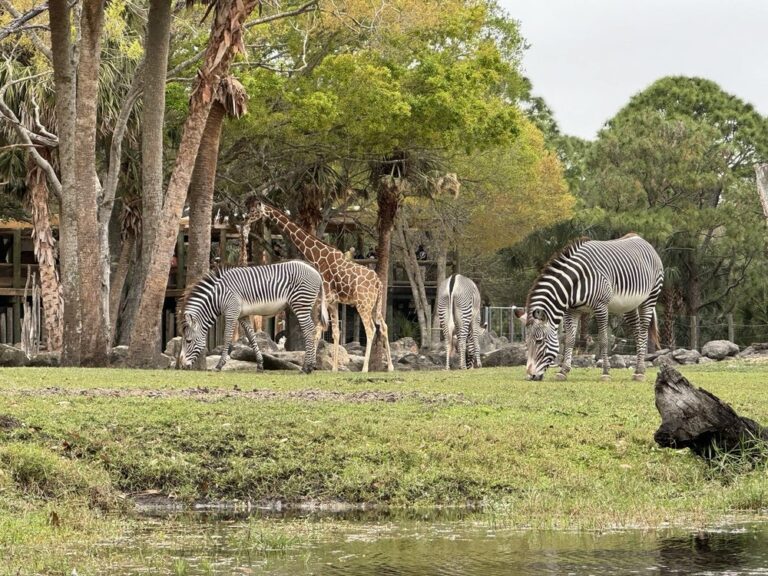 mobile homes, o, modern, comfortable, Manufactured homes, safe