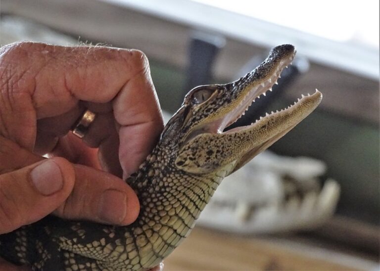 Manufactured homes for sale, modern, safe, mhp, mobile homes, o