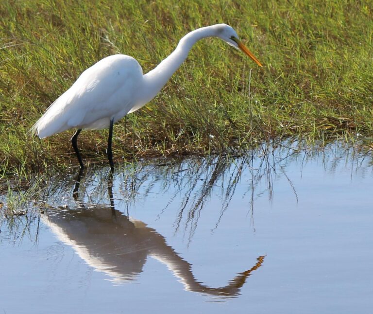 living, homes, bucklakeconservation, mhp, Manufactured homes for sale, mobile homes