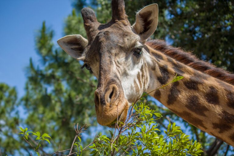 Steps to finding a new home, giraffe, homes, safe, Manufactured homes for rent, comfortable