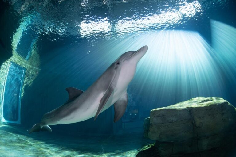 modern, Manufactured homes for rent, living, Steps to finding a new home, homes, hopethedolphin