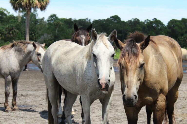 ourhorses, homes, Manufactured homes for rent, Parakeet Communities, safe, comfortable