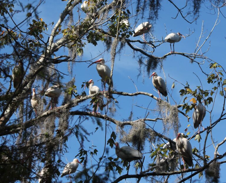 homes, mhp, Steps to finding a new home, mobile homes, safe, treefullofibis